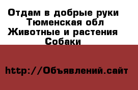 Отдам в добрые руки - Тюменская обл. Животные и растения » Собаки   